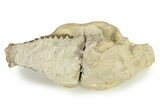 Partial Oreodont (Merycoidodon) Upper Skull - South Dakota #342182-8